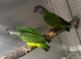 Proven Breeding pair of Senegal