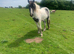 Yearling Cob Filly 14.2