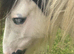Gypsy cob