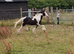 Stunning piebald cob colt