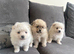 Pomeranian puppies