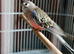 beautiful bourke parrot available