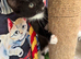 RAGDOLL MIX BOY READY NOW
