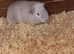 Male Guinea Pigs for sale