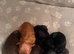 ONLY 2 female black cockapoos LEFT one all black one with a white chest