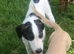 Lurcher