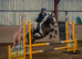 Muirdrum Cruz - Stallion