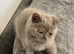 Lovely British shorthair boy