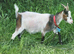 Pygmy nanny goat