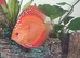 Discus