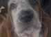 Female basset