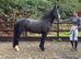 Quality & classy Welsh D Mare