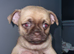 Puppys chugs for sale