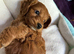 Three fox Red Cockapoo puppies