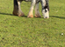 6 yr old mini cob 12h