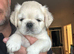 Stunning litter of 4 Prestige Fluffy Pug babies looking for their Forever Homes