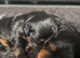 Miniature cockapoos