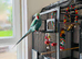 Stunning Female Indian Ringneck &ndash; Ready for a New Home