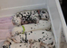 Last girl available* KC registered Dalmatian puppies *StrictlyDals*