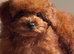 Asian Maltipoo girl 7month