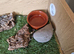Reptile  vivarium