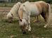 33” Shetland mare - perfect kids pony