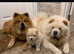 White polar chow chow stud duties only