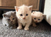 British shorthair kittens.