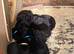 Black Labrador Puppies