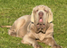 28 week old kc reg Neapolitan mastiff