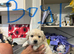 Puppies available 5th August