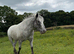 5 year old gelding for sale