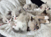 Pure Ragdoll Kittens