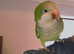 Semi-Tame Green Quaker Talks, Needs 1 on 1 time, or good for pairing up.