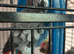 Parrot
