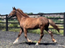 "Registered Irish Draught " Liver Chestnut Gelding Working Hunter Horse