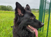 KC Black gsd
