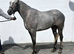 Lovely 3yr filly Irish Draught x Sports Horse