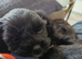 Beautifully Unique Puppies