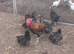 French copper black maran breeding group