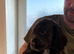 Kc registered cocker spaniel pups
