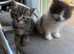 Fluffy kittens
