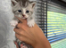 BOY Mainecoon cross kitten