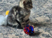 Playfully kittens ready for forever homes