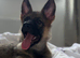 German shepherd puppy