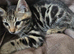 Beautiful Bengal × British Shorthair Kittens