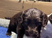 Sproodle x Cockapoo
