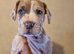 Mastiff X {merle}