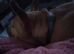 Staffy cross frenchie