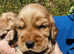 lyncham cocker spaniels